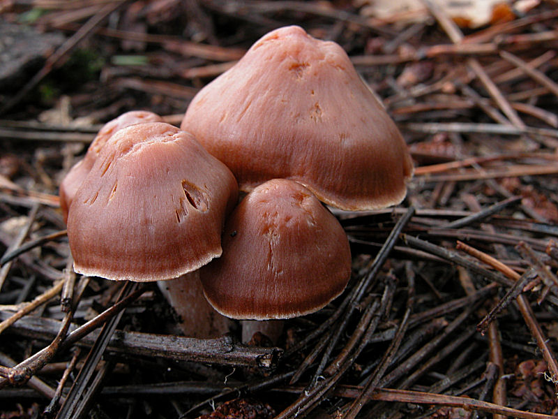 Telamonia (mi lancio)